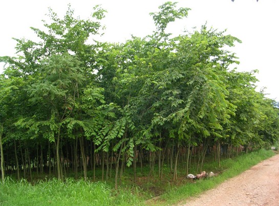 Celtis julianae Schneid seed